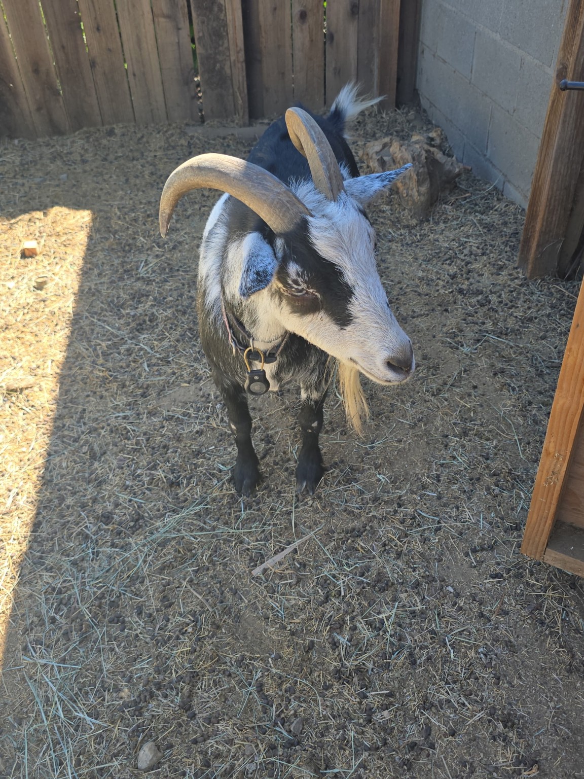 One of our goats at Little Eden Ranch