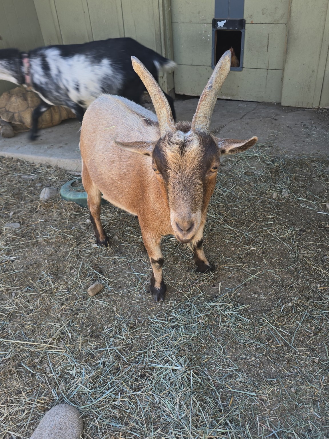 Our curious brown goat