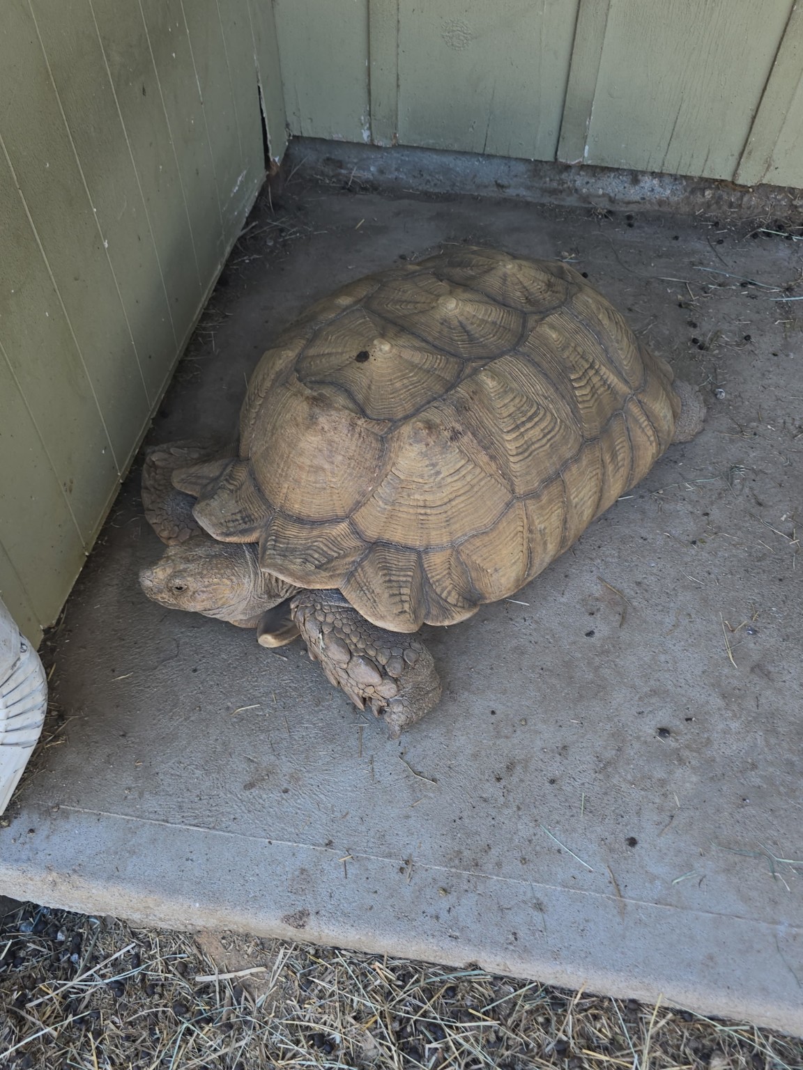Our gentle tortoise