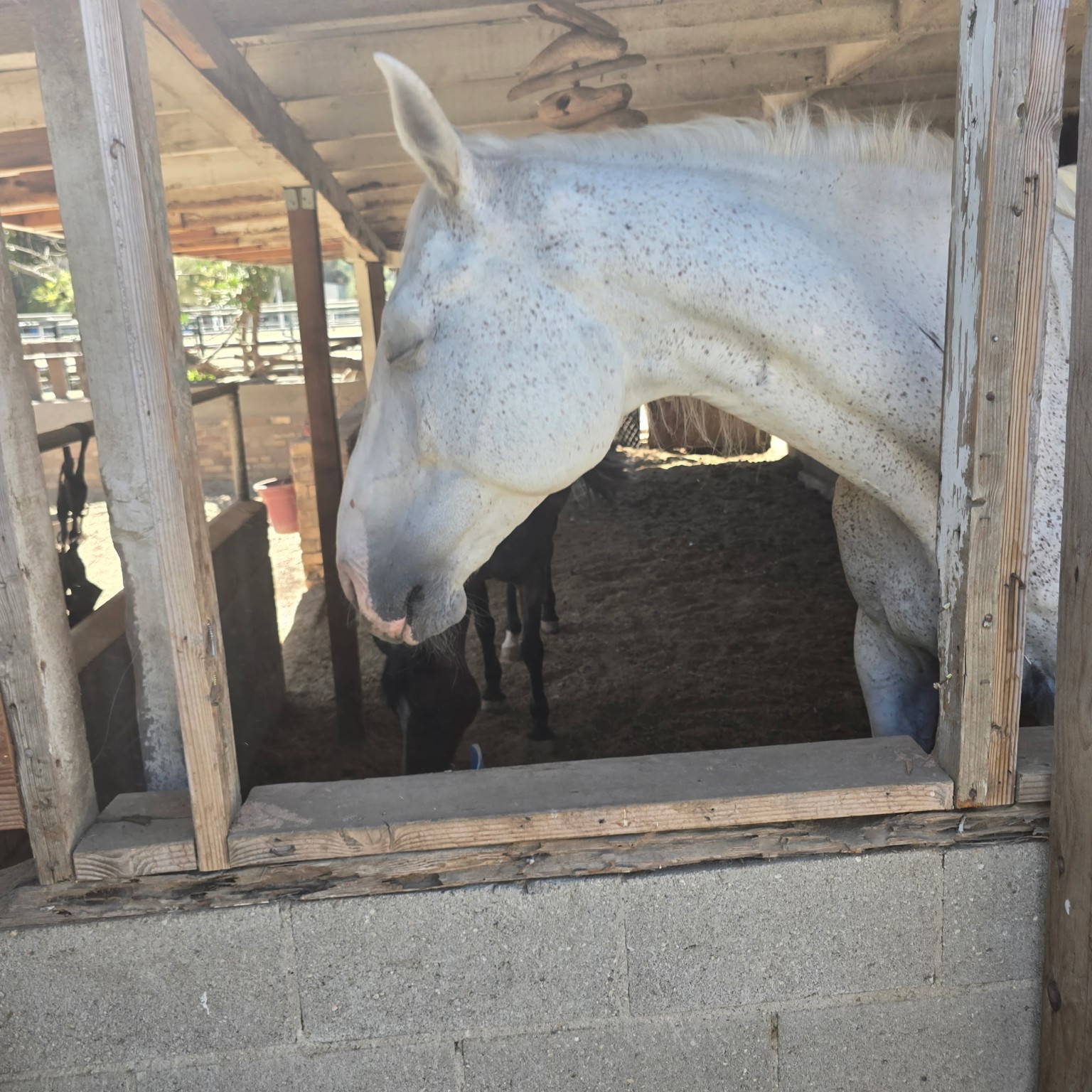 Our horse at Little Eden Ranch