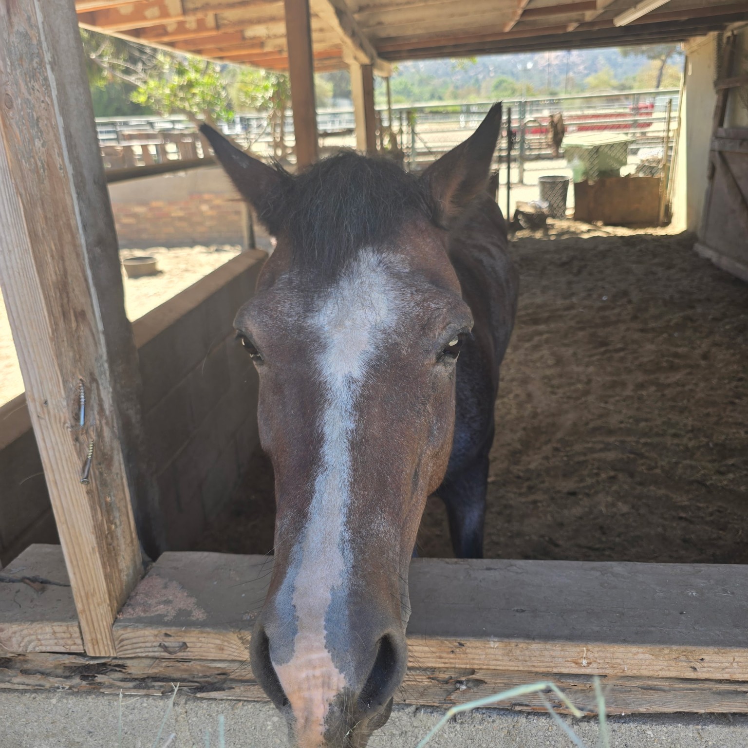A friendly face at the stable