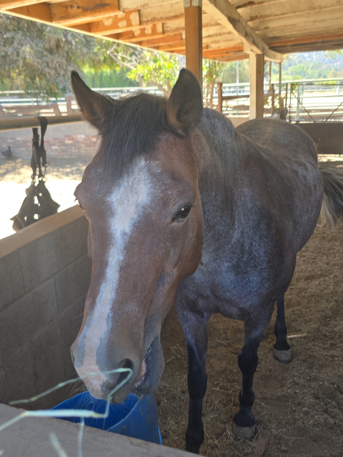 Another look at our horse